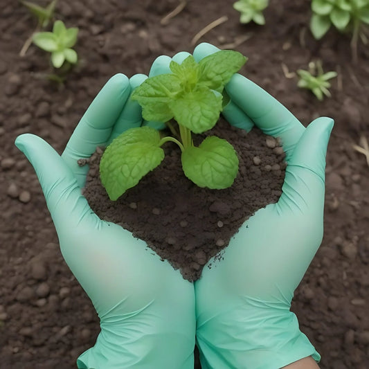 hand-wearing-mint-green-nitrile-gloves-holding-dirt-and-plants